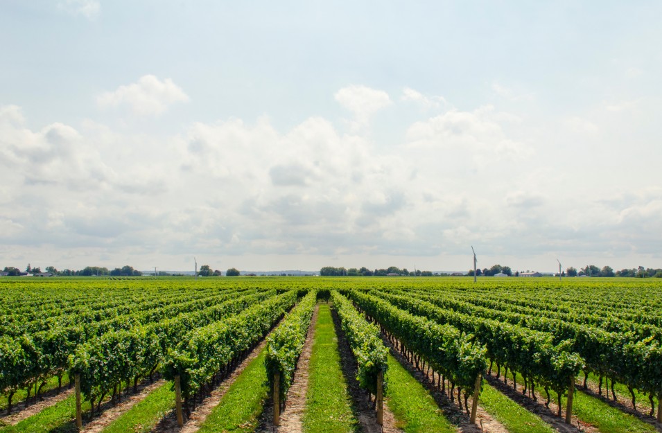 Vineyards and Terroir sec photo